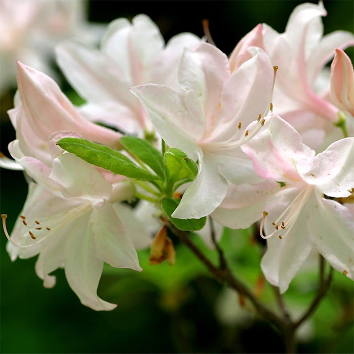 White Lights Azalea