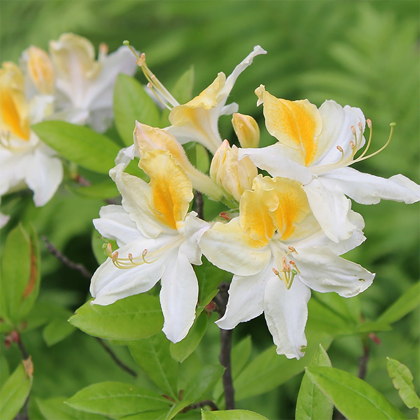 Northern Hi-Light Azalea
