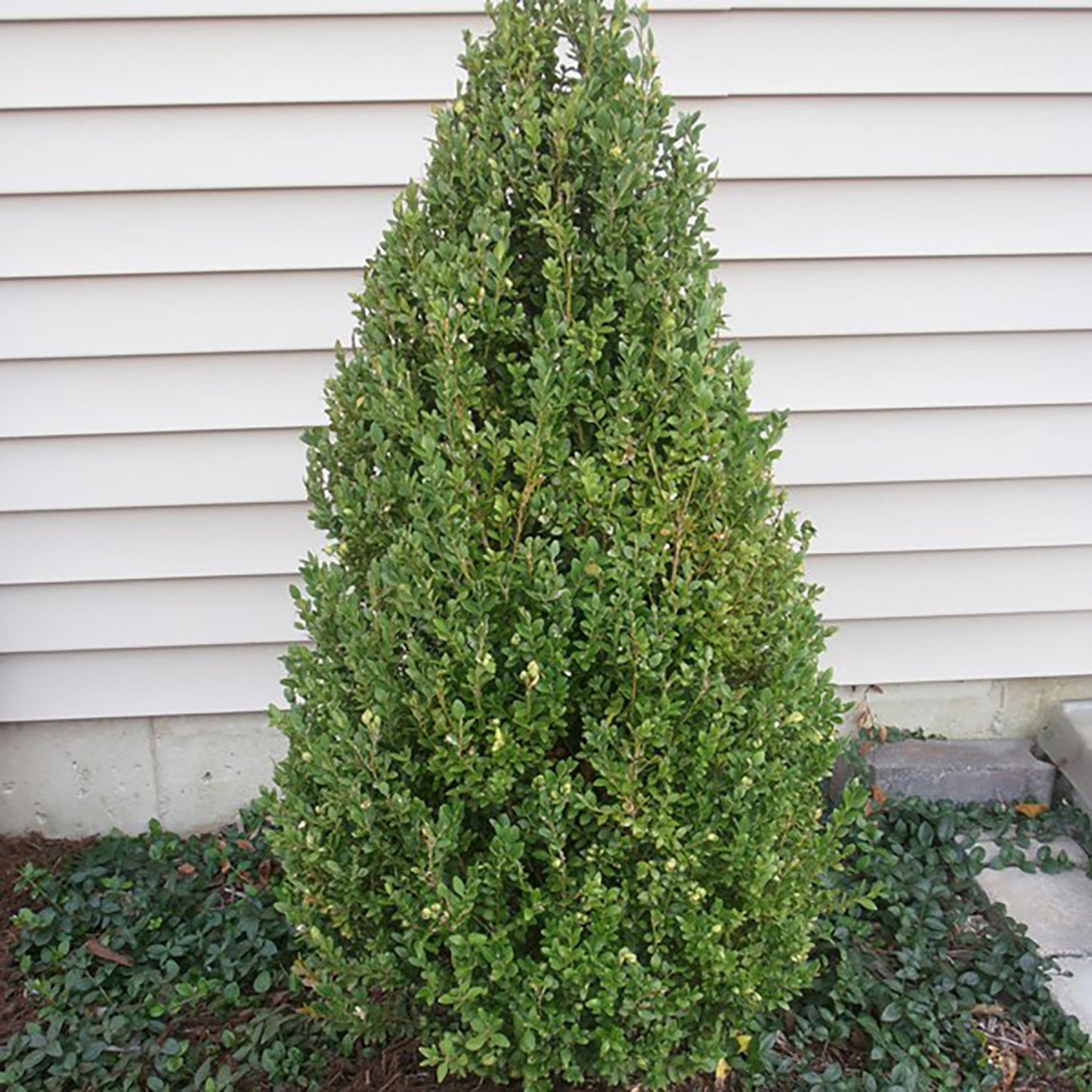 Green Mountain Boxwood Pyramid