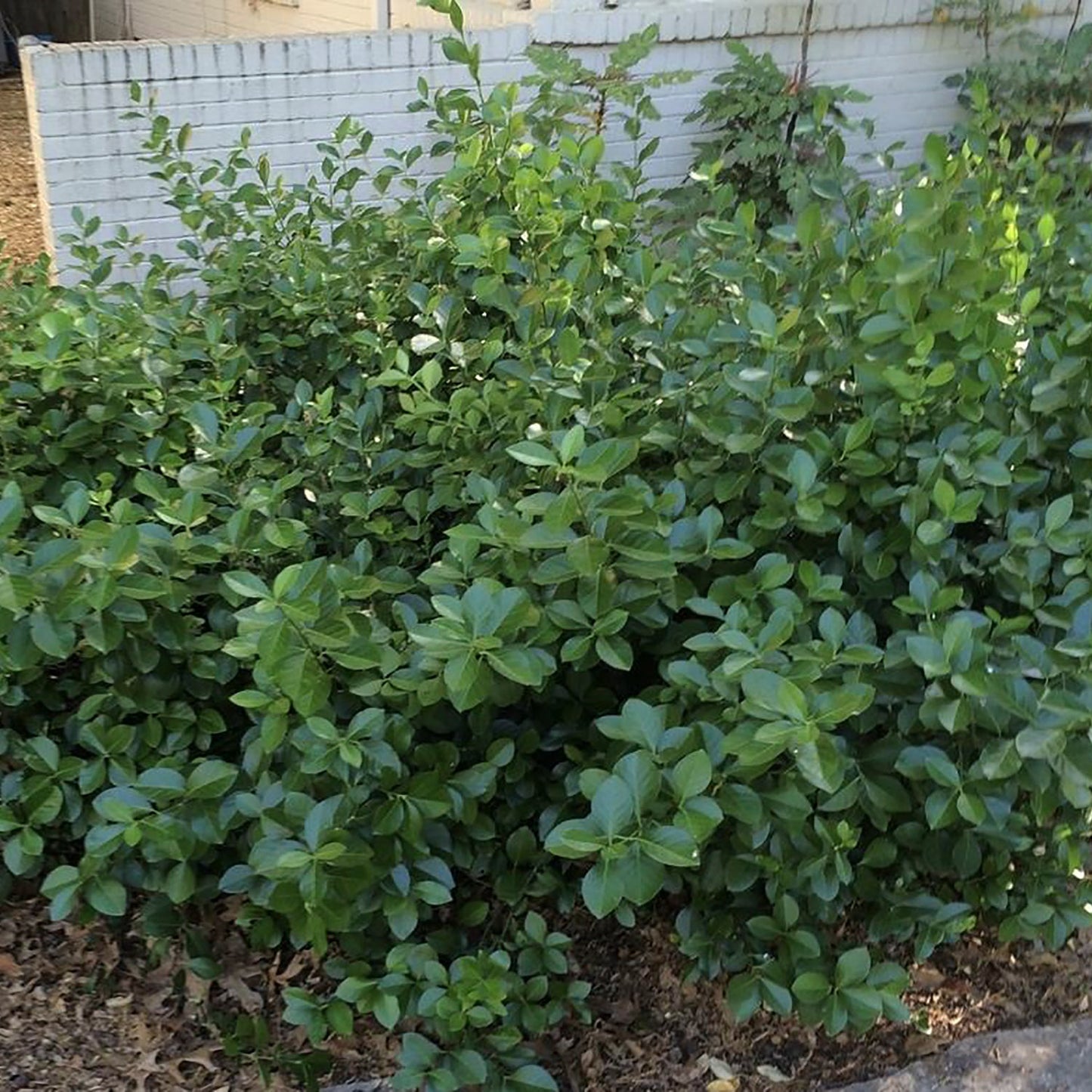 Purpleleaf Wintercreeper