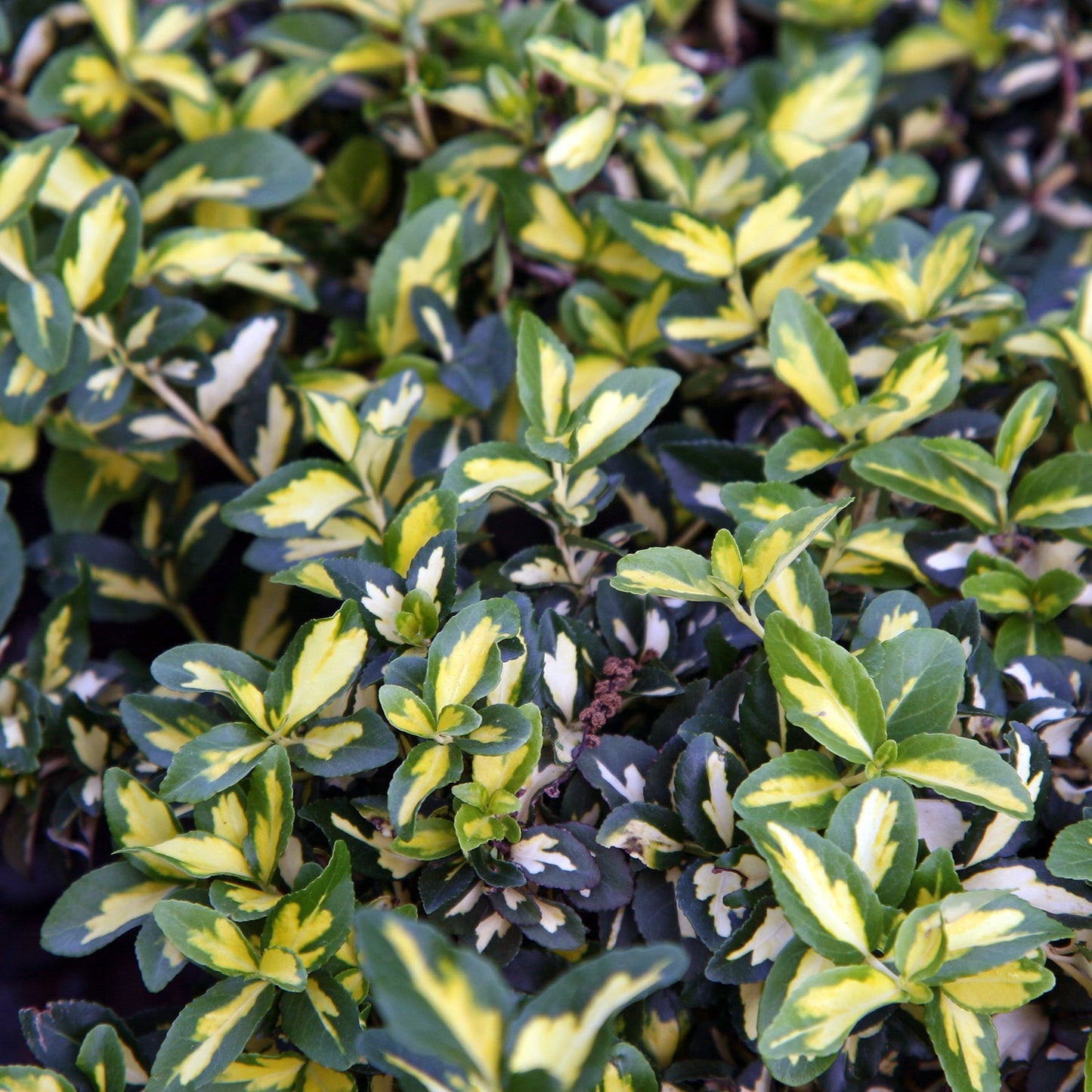Moonshadow Euonymus