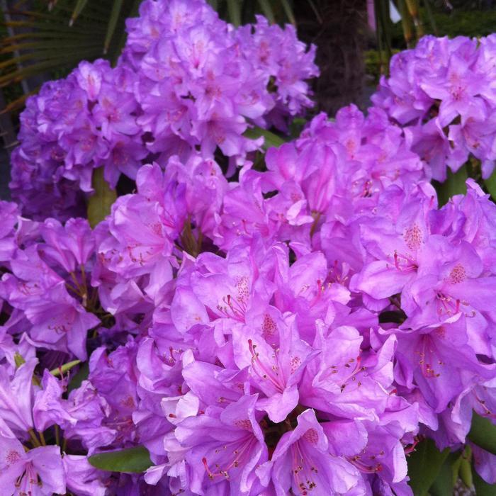 Boursault Catawba Rhododendron