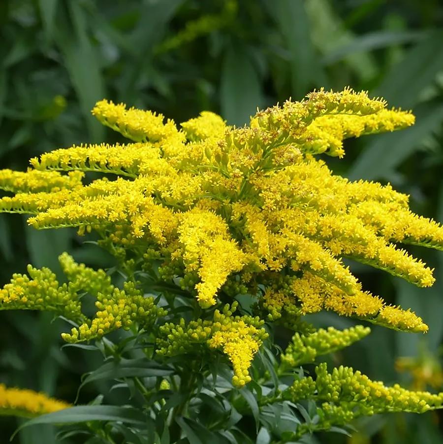 Canada Goldenrod