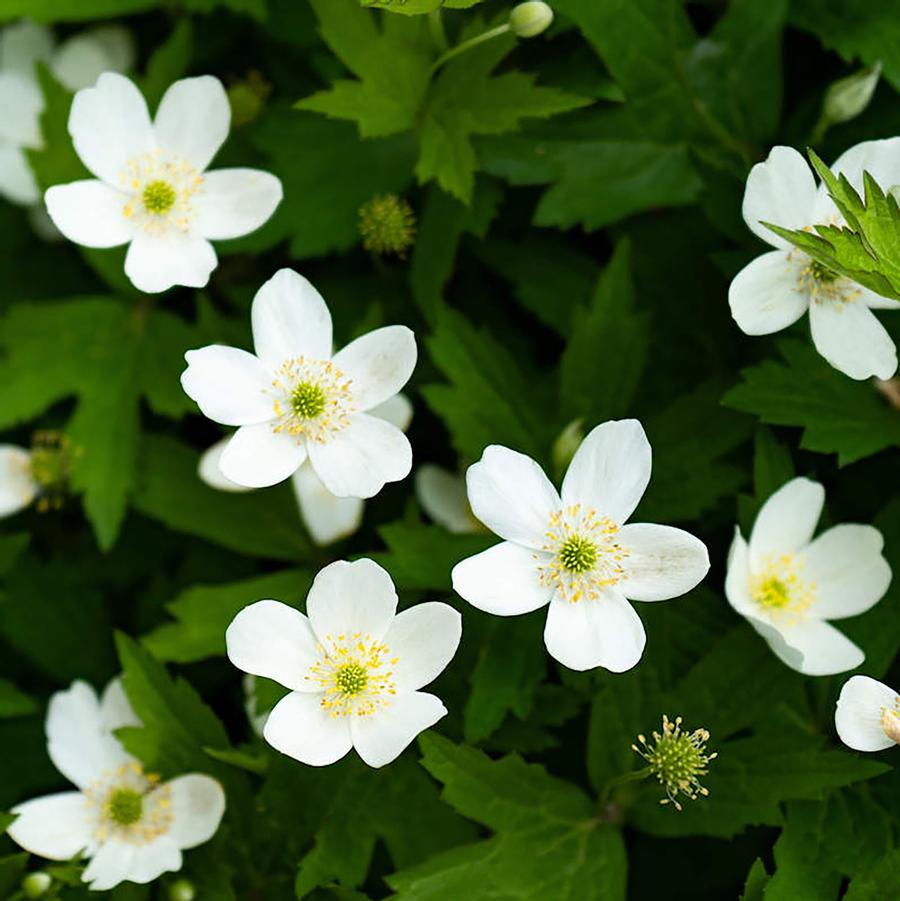 Canadian Anemone