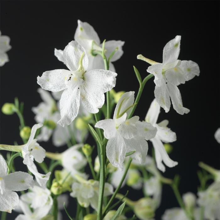 Delfix White Larkspur