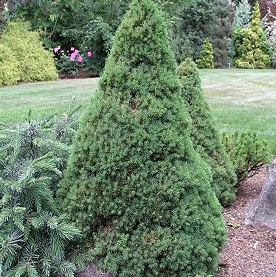 Dwarf Alberta Spruce