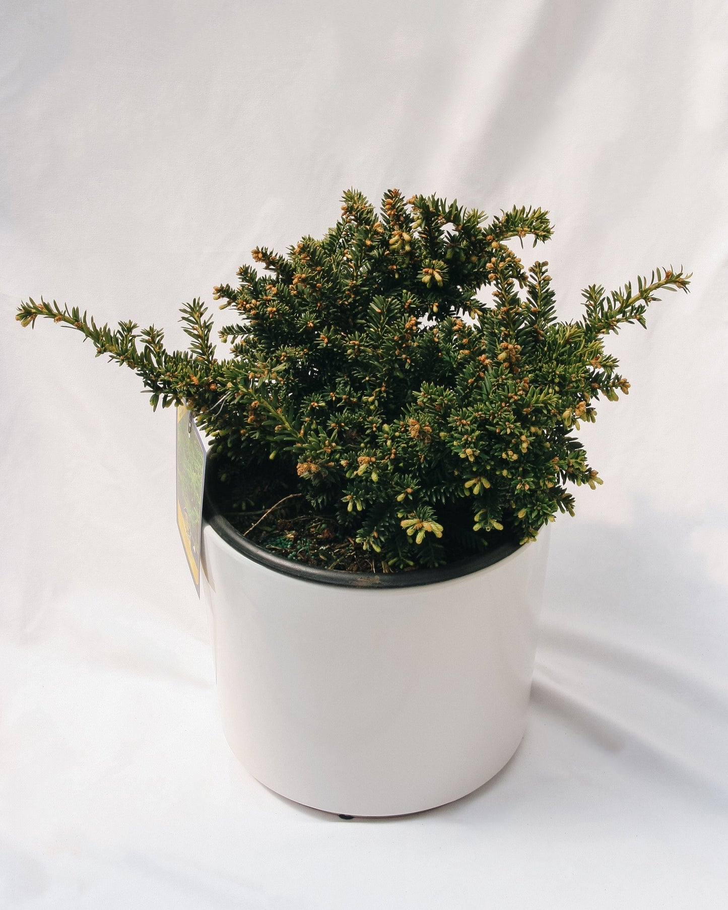 Emerald Spreader Cone Yew