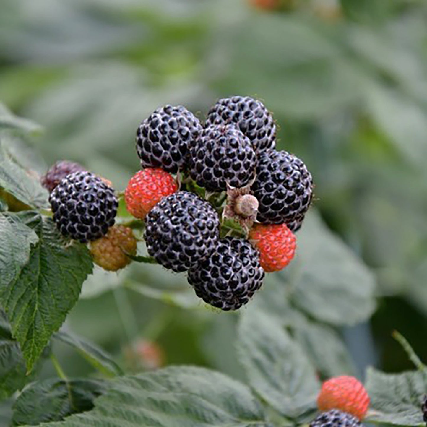 Munger Black Raspberry