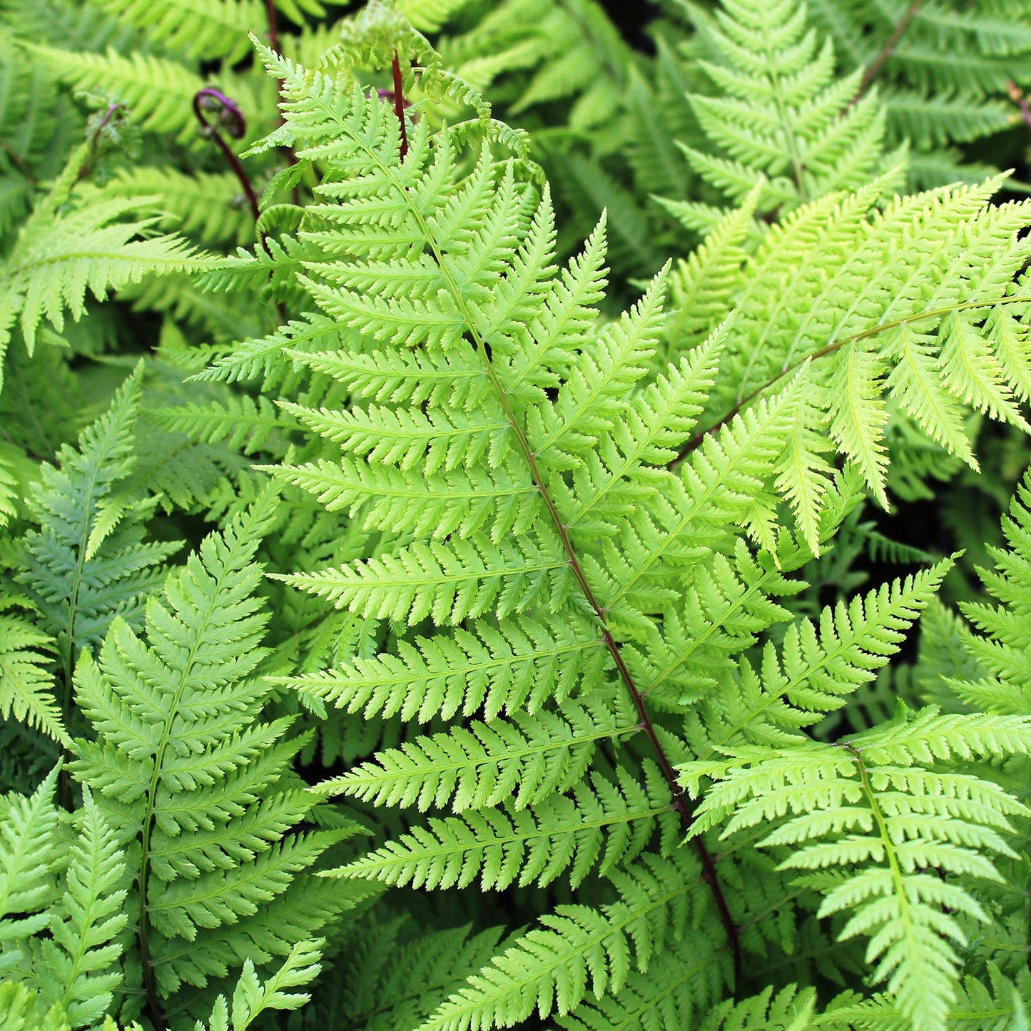 Lady In Red Fern