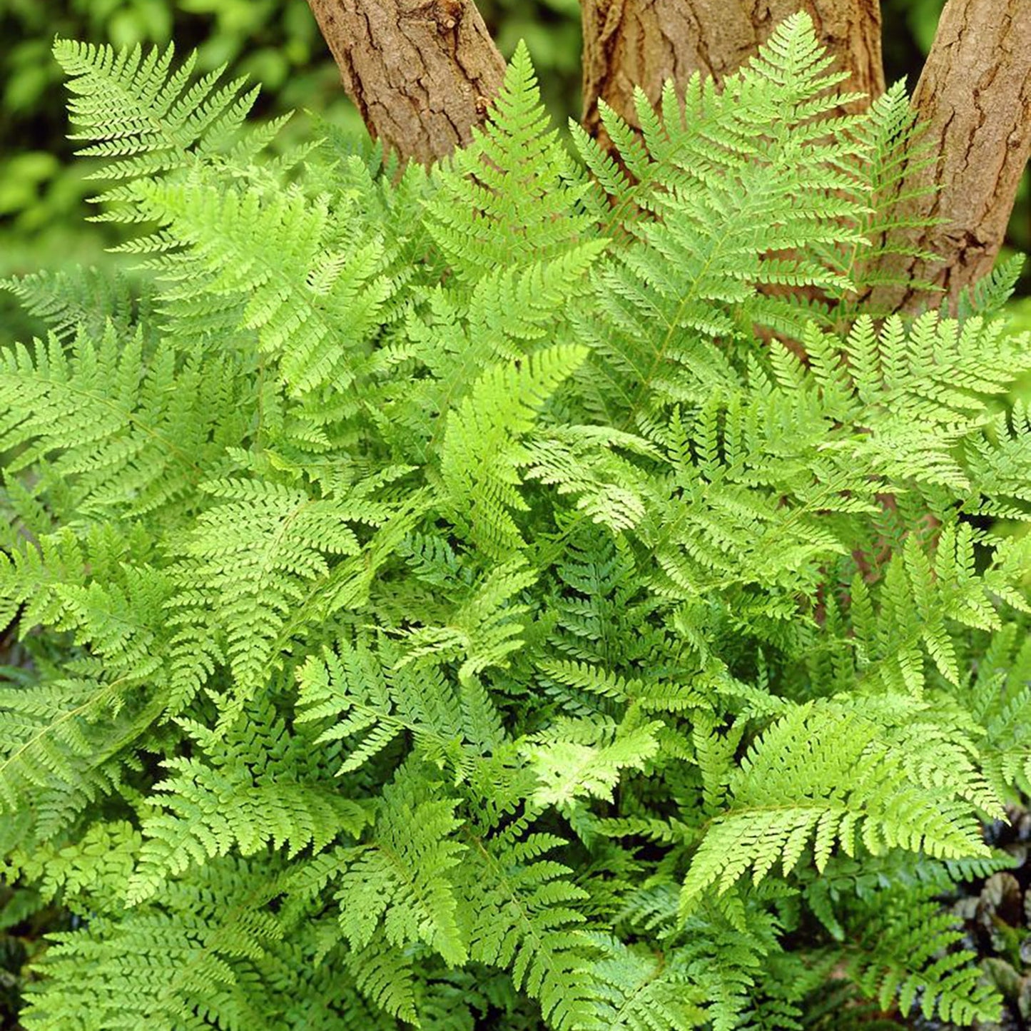 Alaskan Fern