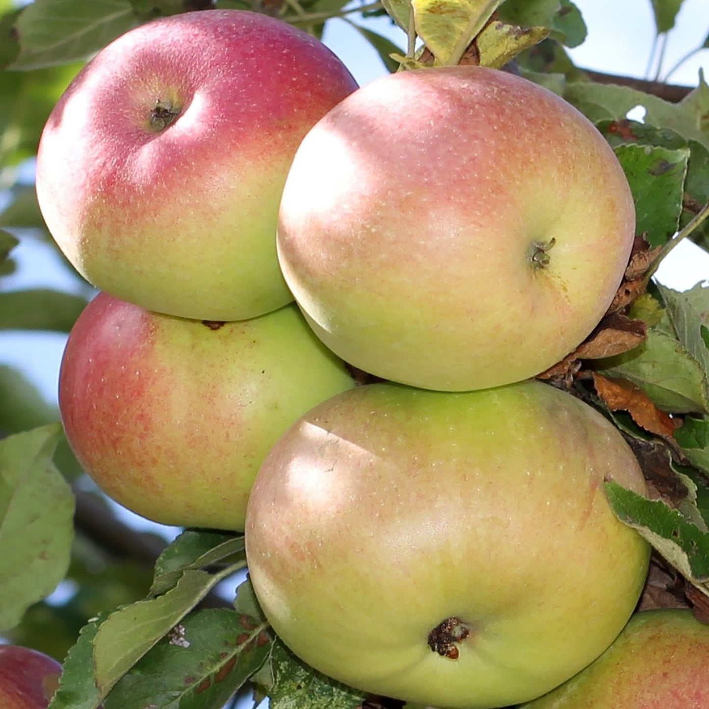 McIntosh Apple Tree