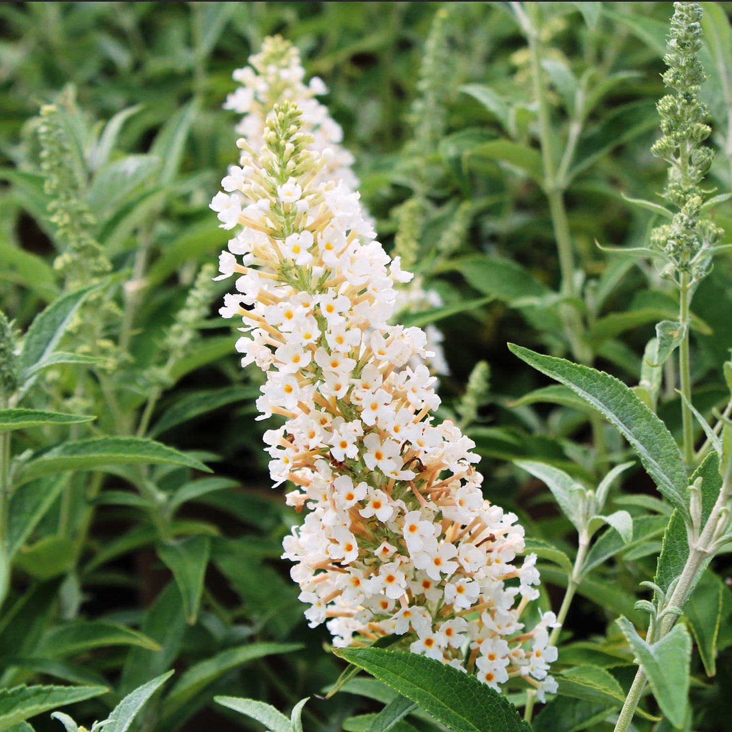 Buzz Ivory Butterfly Bush