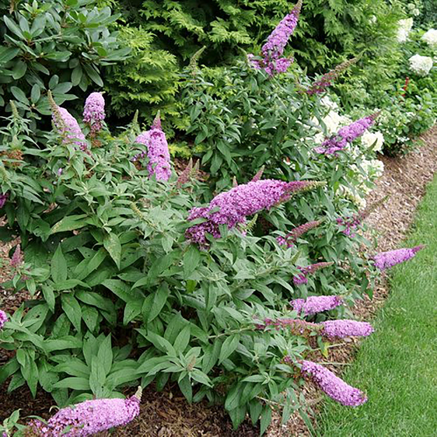 Pugster Pinker Butterfly Bush