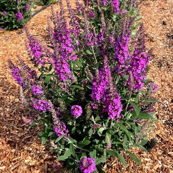 Birthday Cake Butterfly Bush