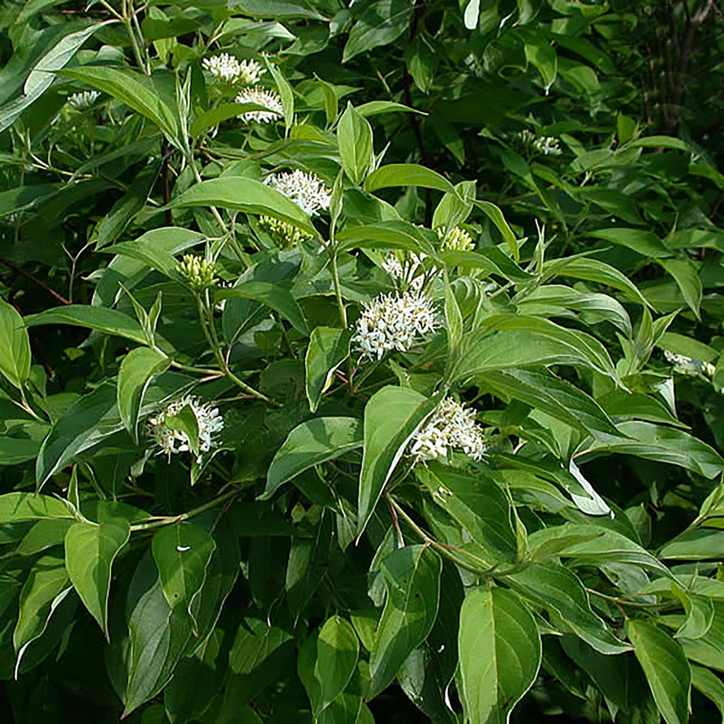 Silky Dogwood