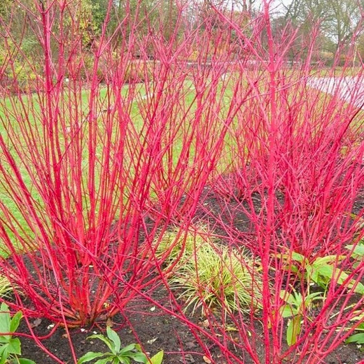 Red Bark Dogwood