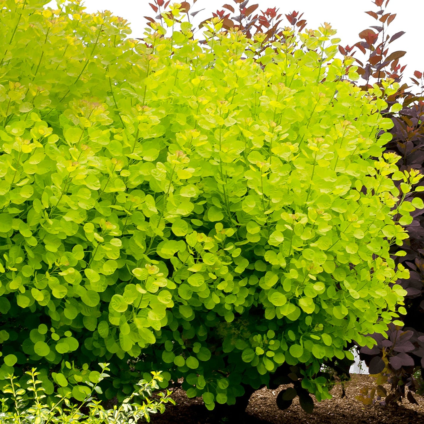 Golden Spirit Smokebush
