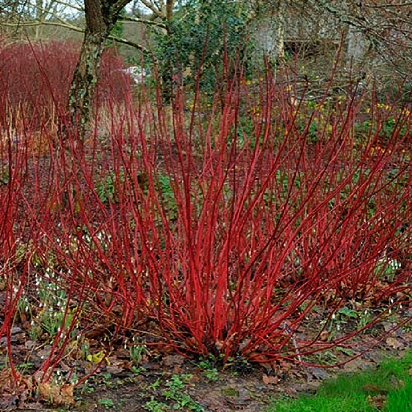 Little Rebel Dogwood