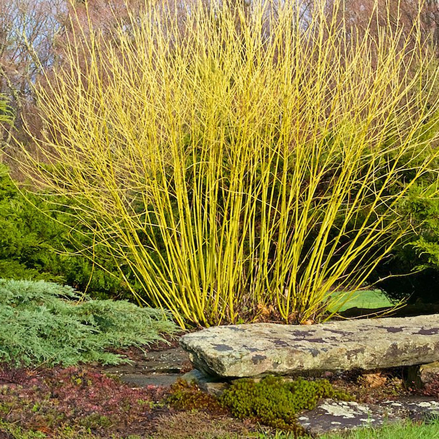 Yellowtwig Dogwood