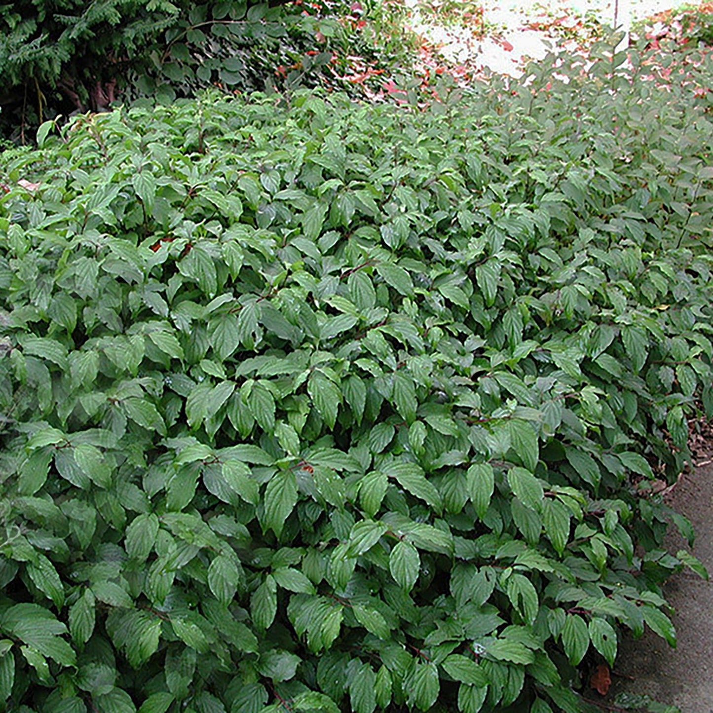 Kelseyi Dogwood
