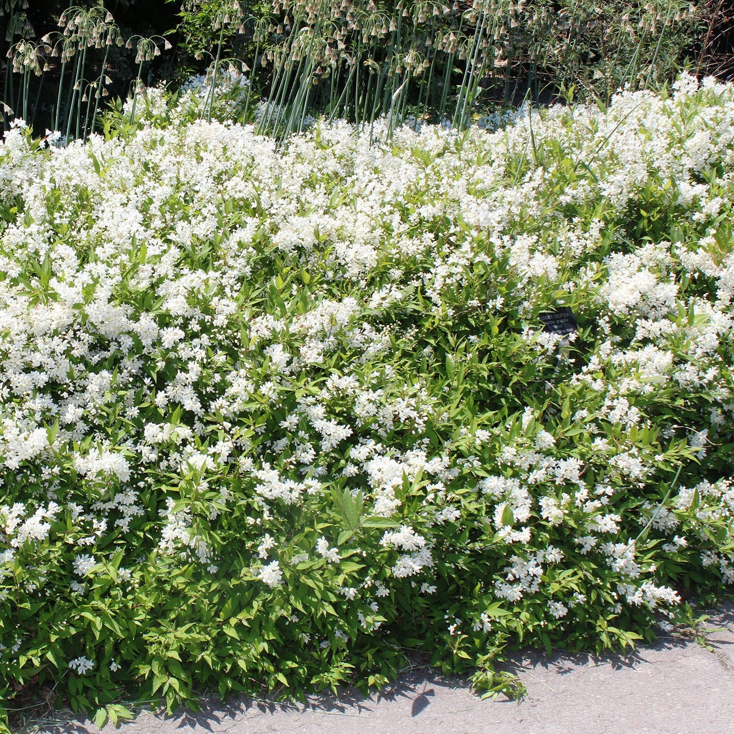 Compact Lemoine Deutzia