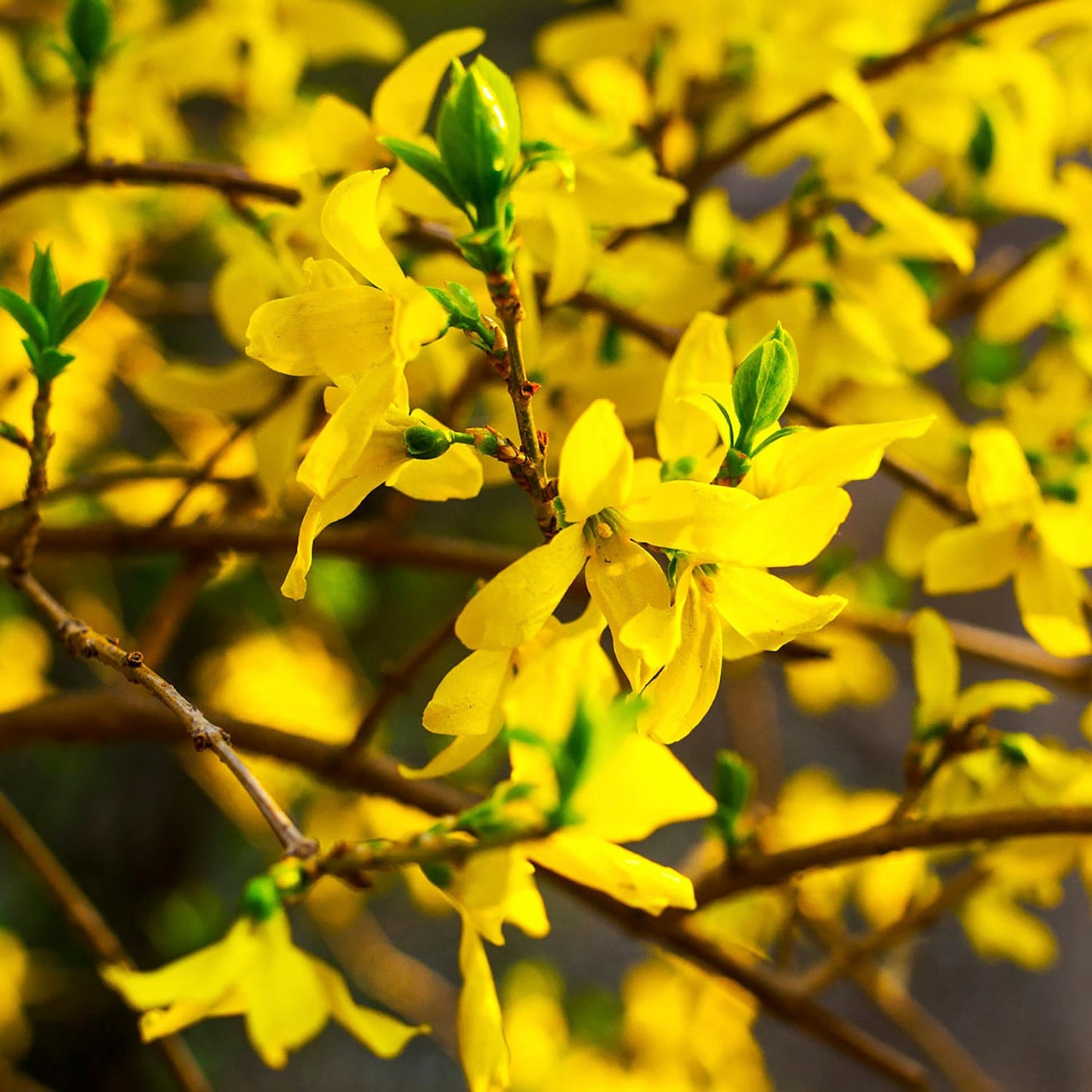 Starlet Forsythia