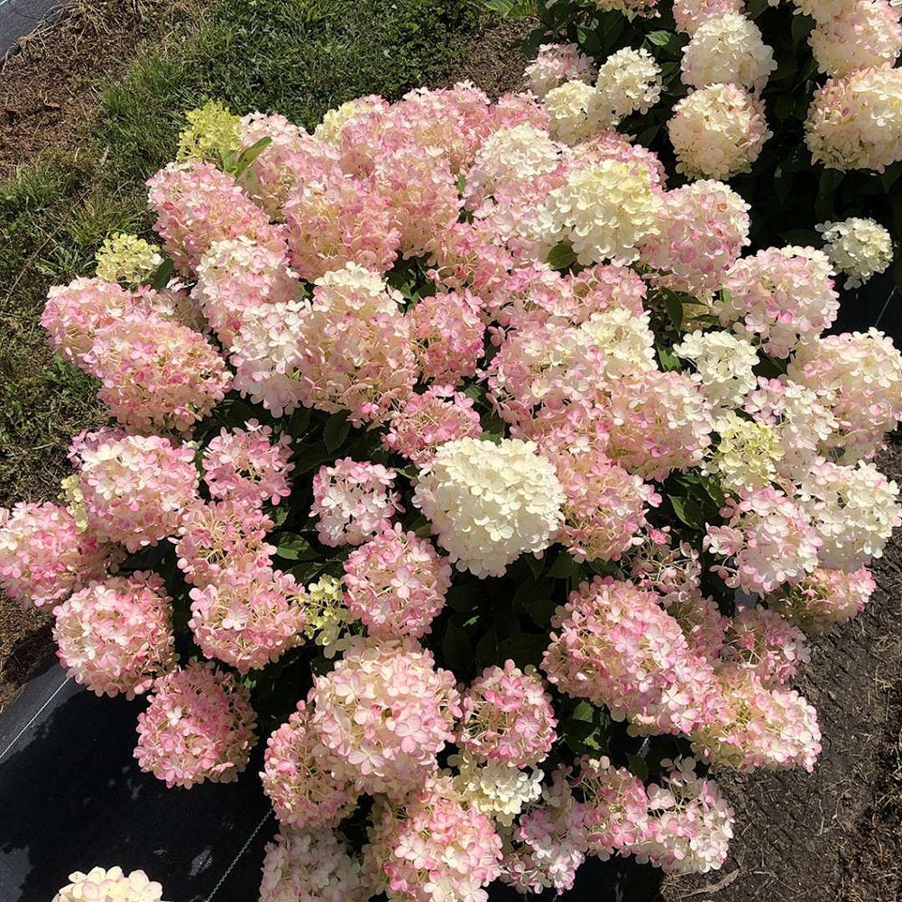 Fire Light Tidbit Hydrangea