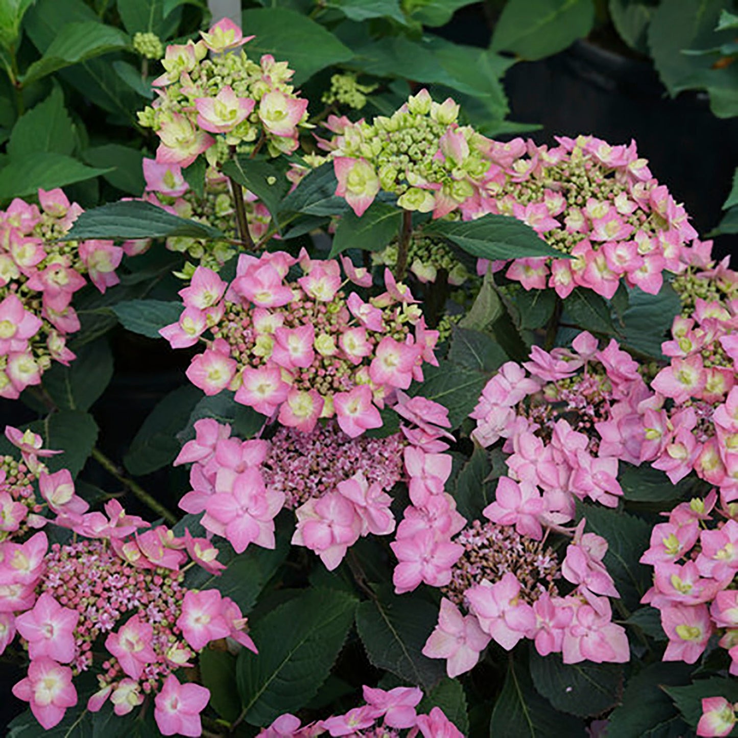 Let's Dance Can Do Reblooming Hydrangea