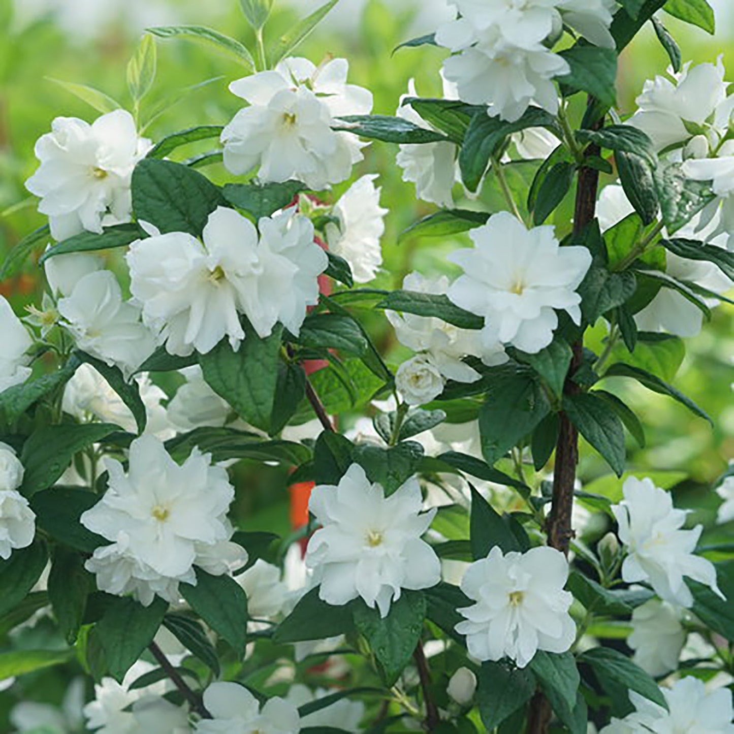 Illuminati Arch Mock Orange