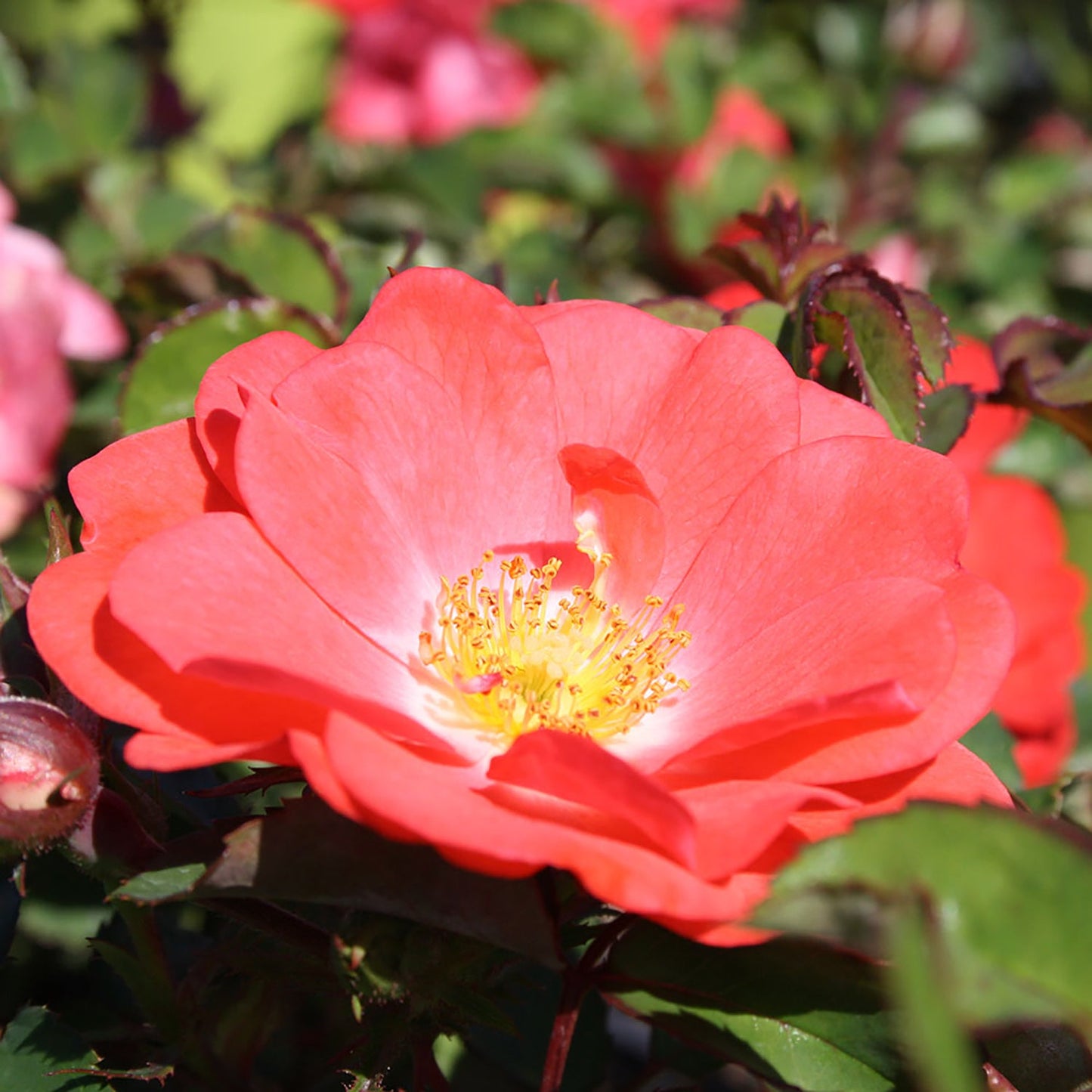 Coral Drift Rose