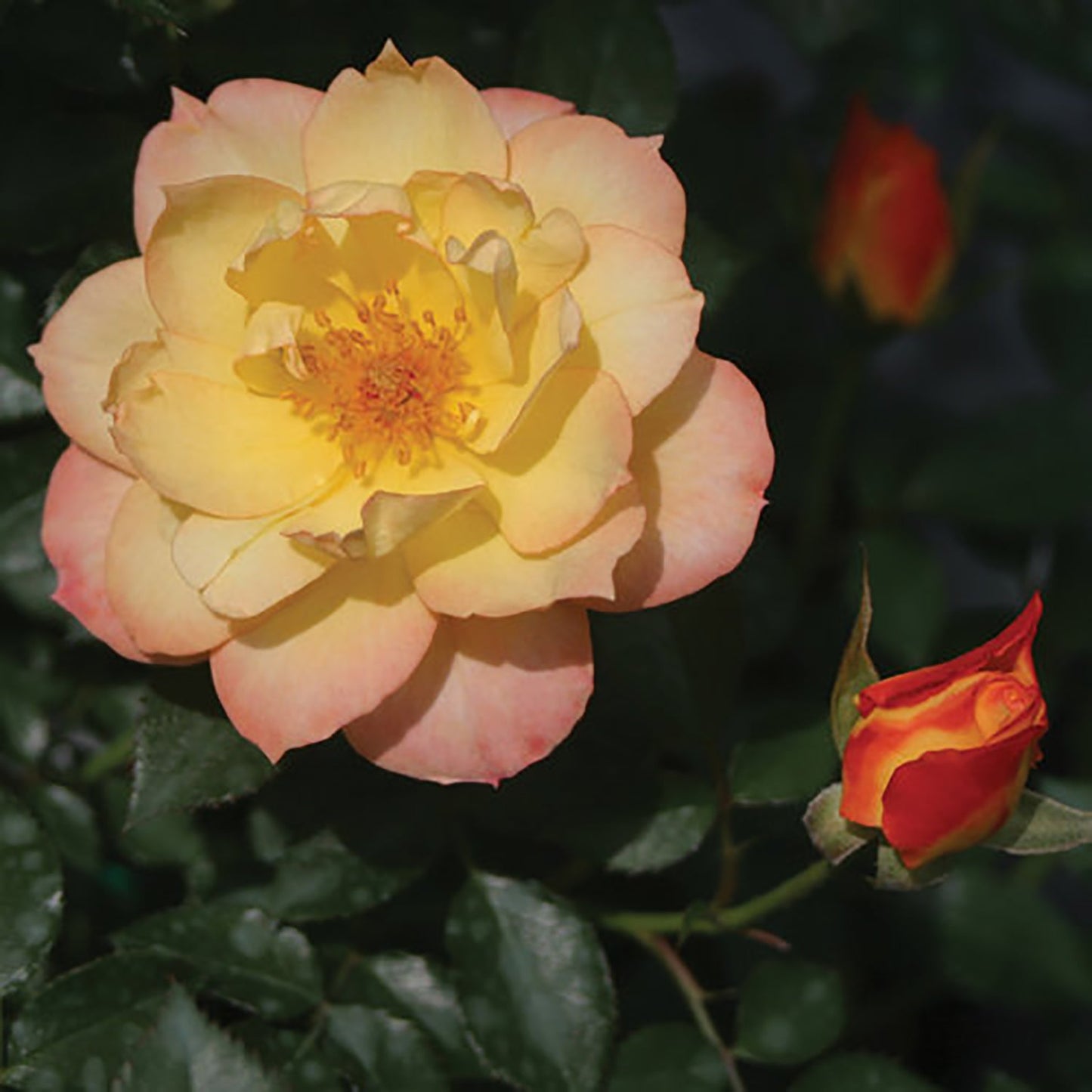 Italian Ice Rose