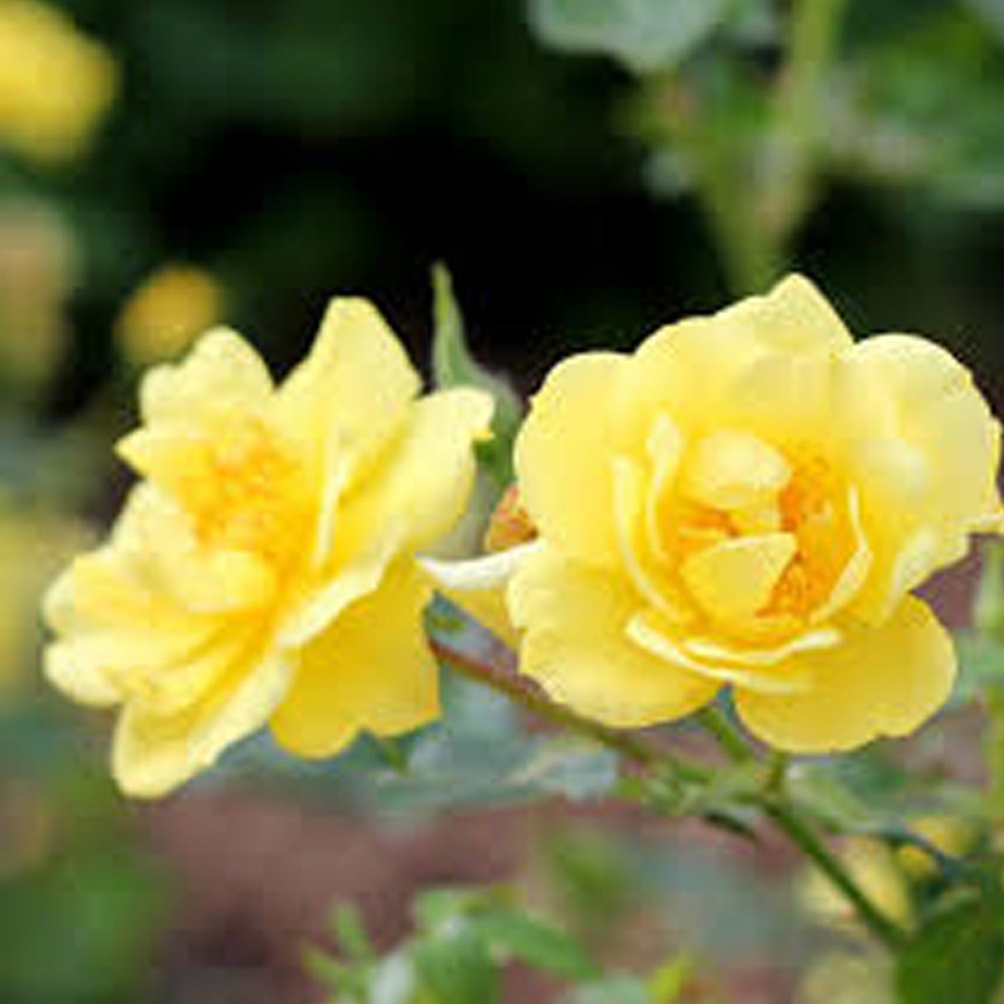 Lemon Zest Shrub Rose