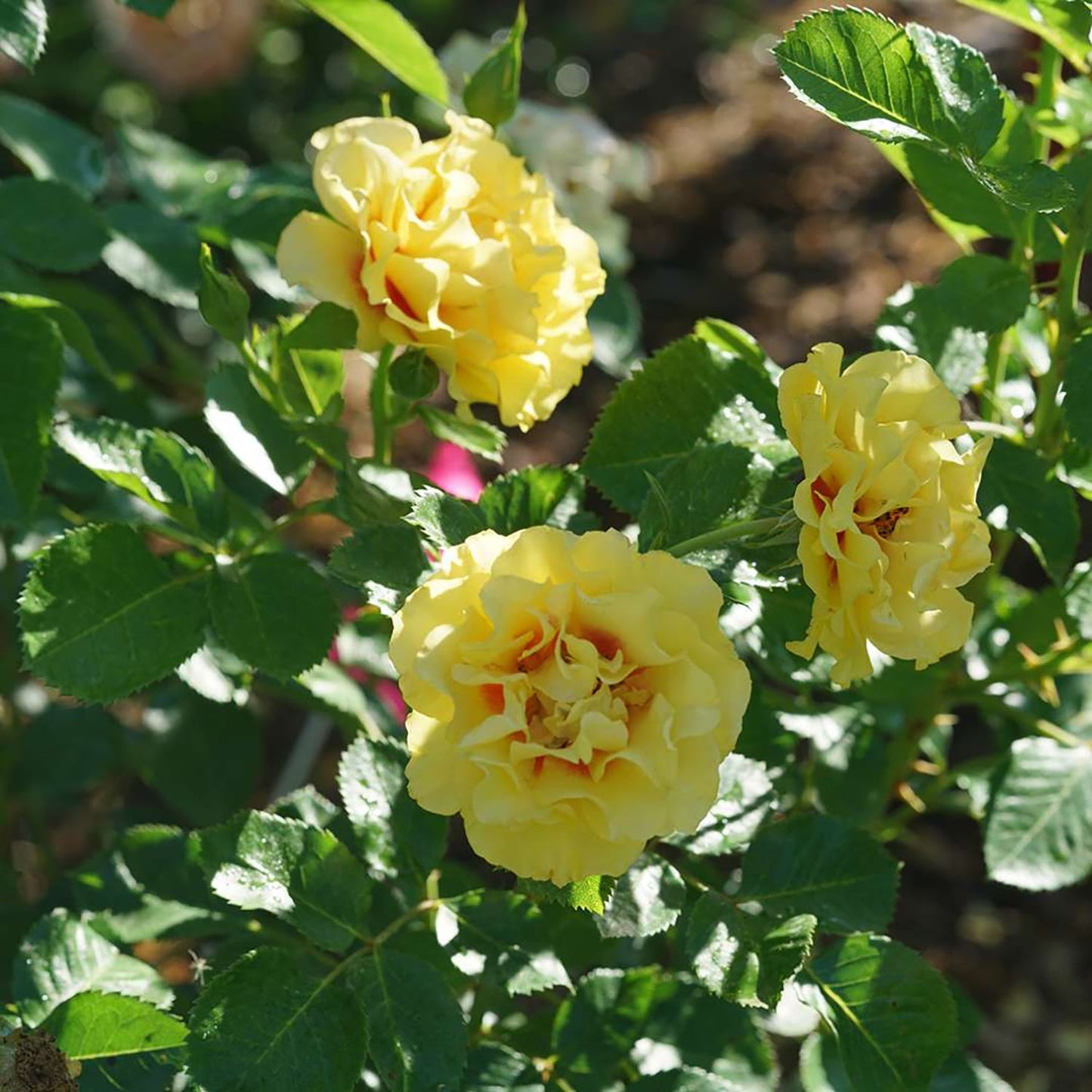 Ringo Climbing Rose