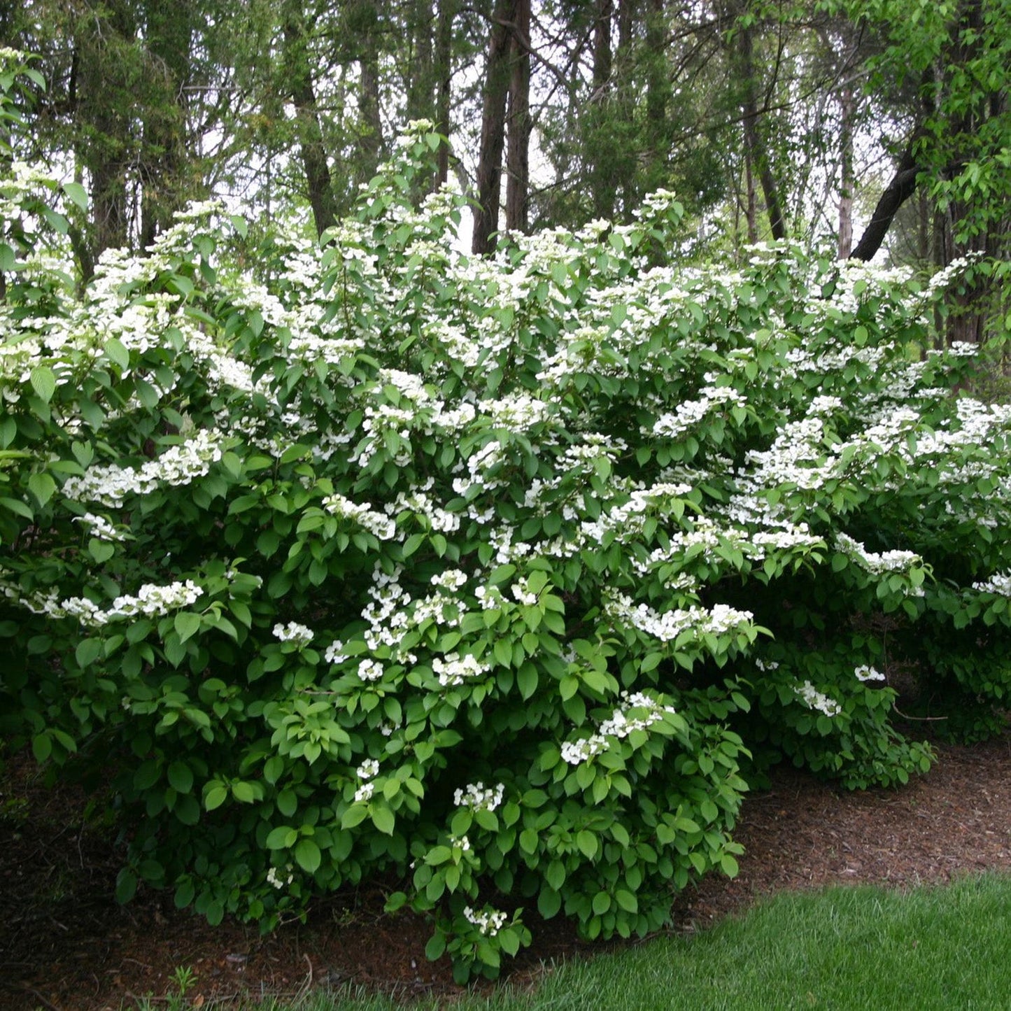 Doublefile Viburnum