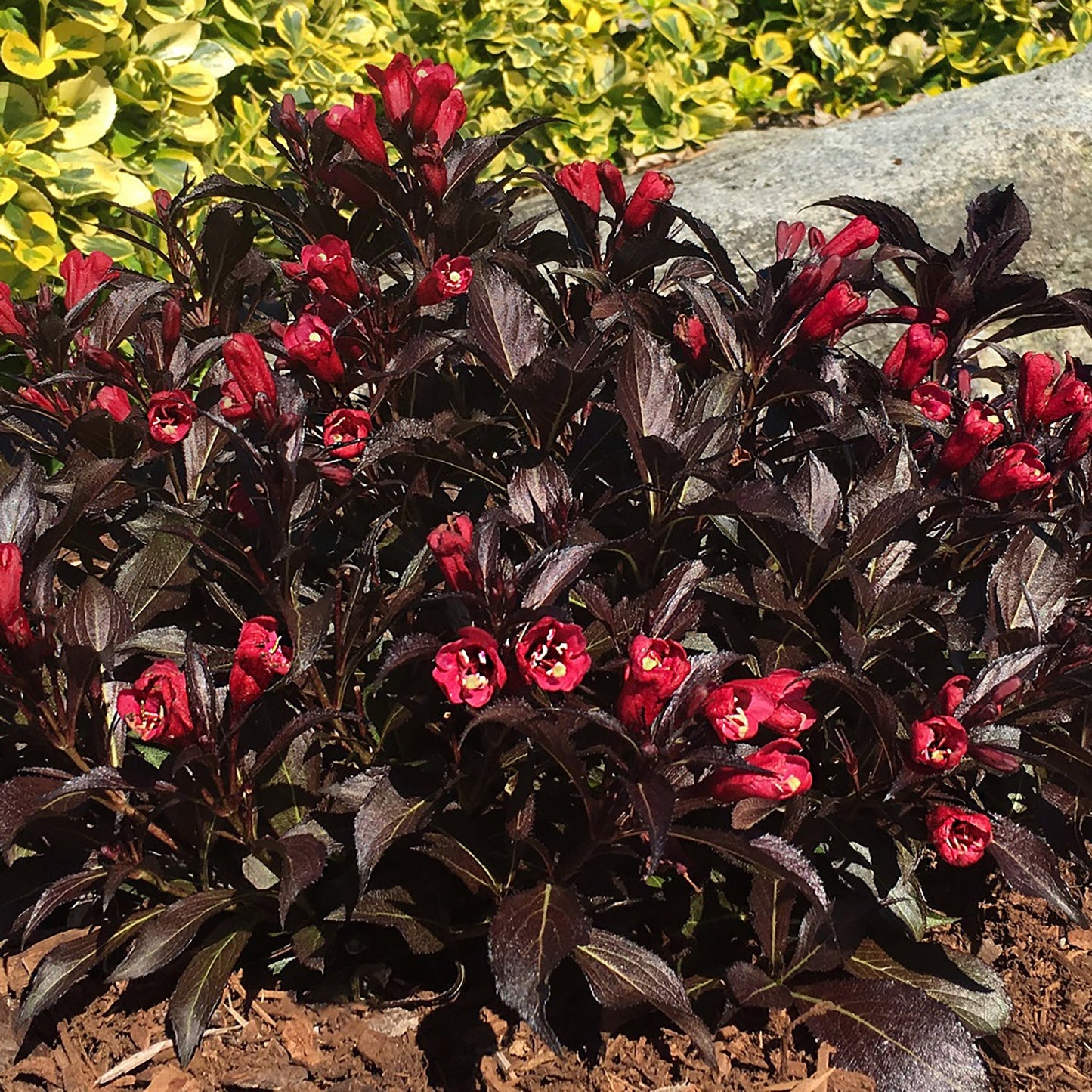 Electric Love Weigela