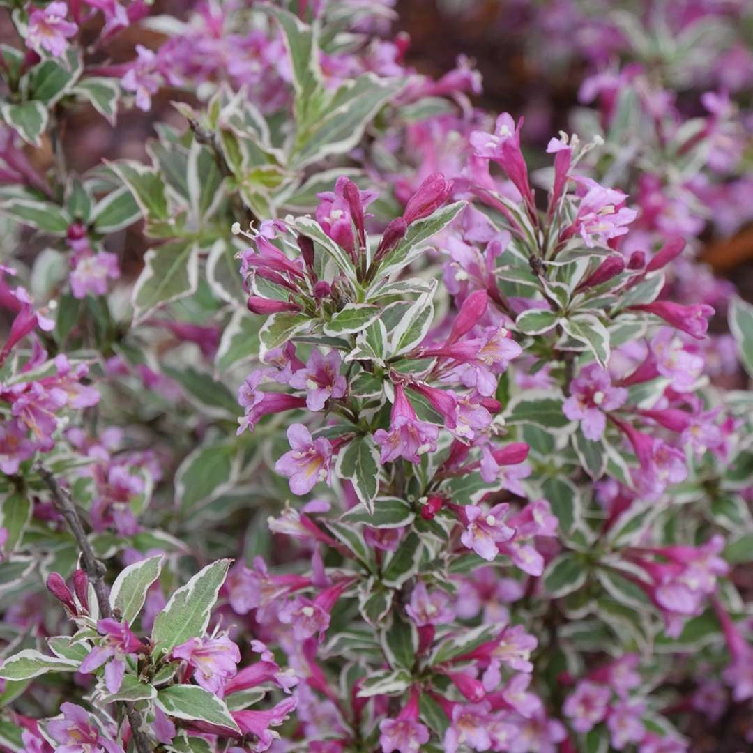 My Monet Purple Effect Weigela