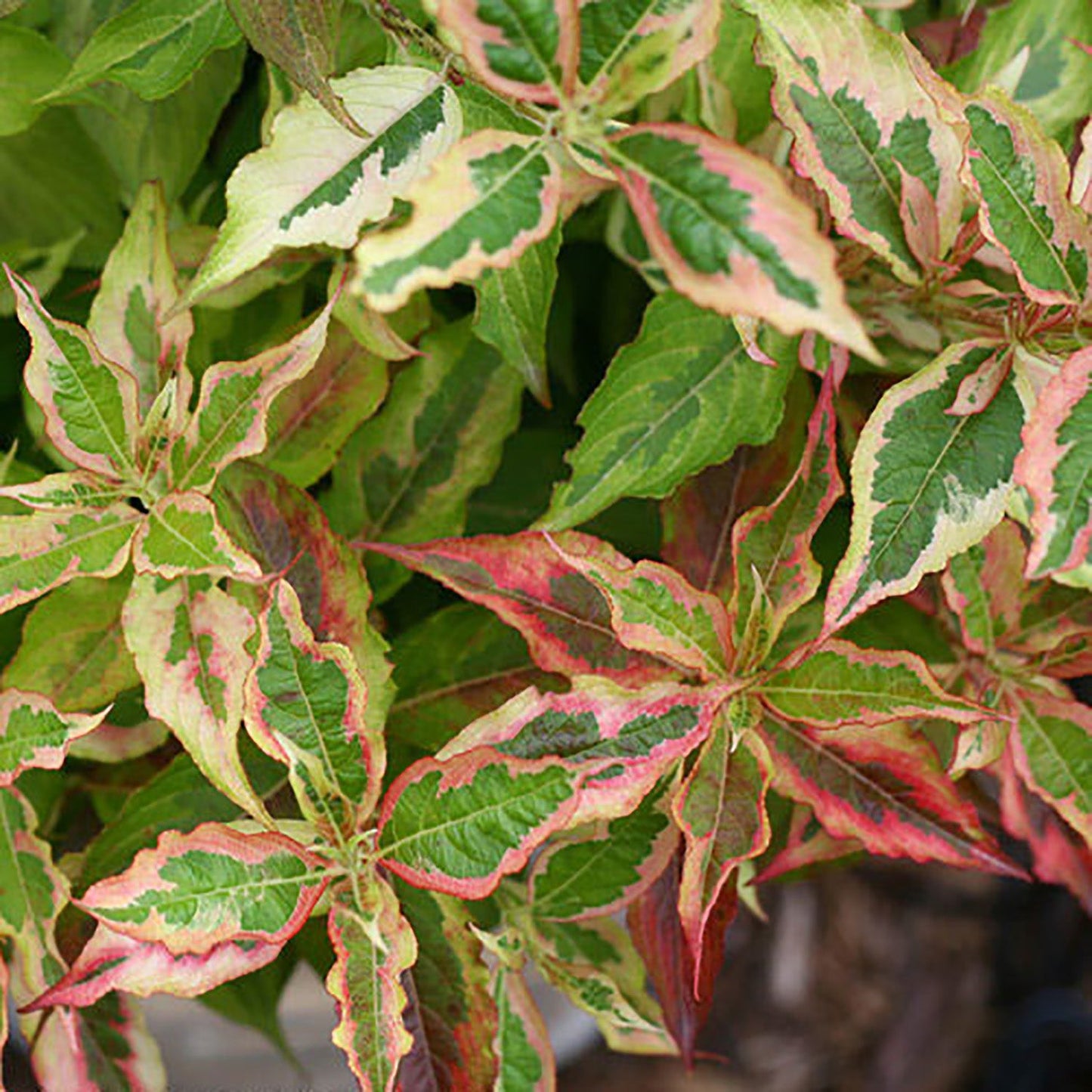 My Monet Sunset Weigela