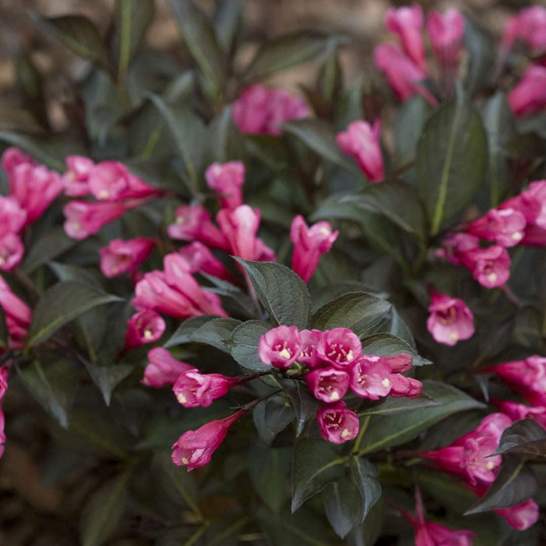 Midnight Wine Shine Weigela