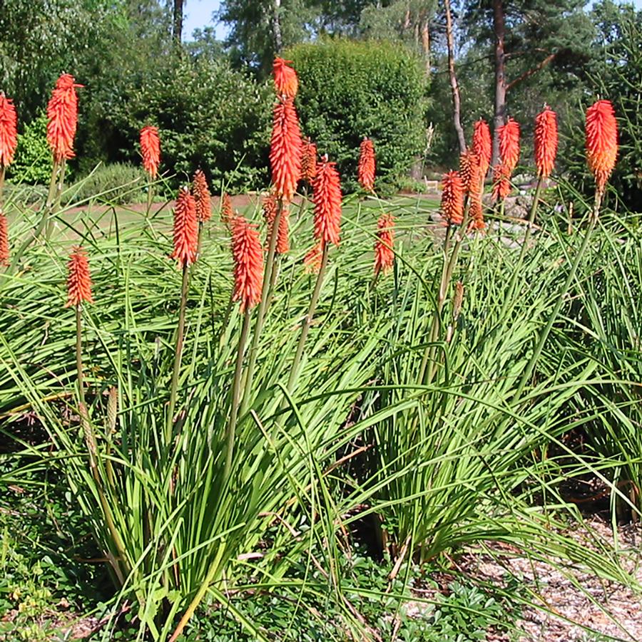Flamenco Red Hot Poker