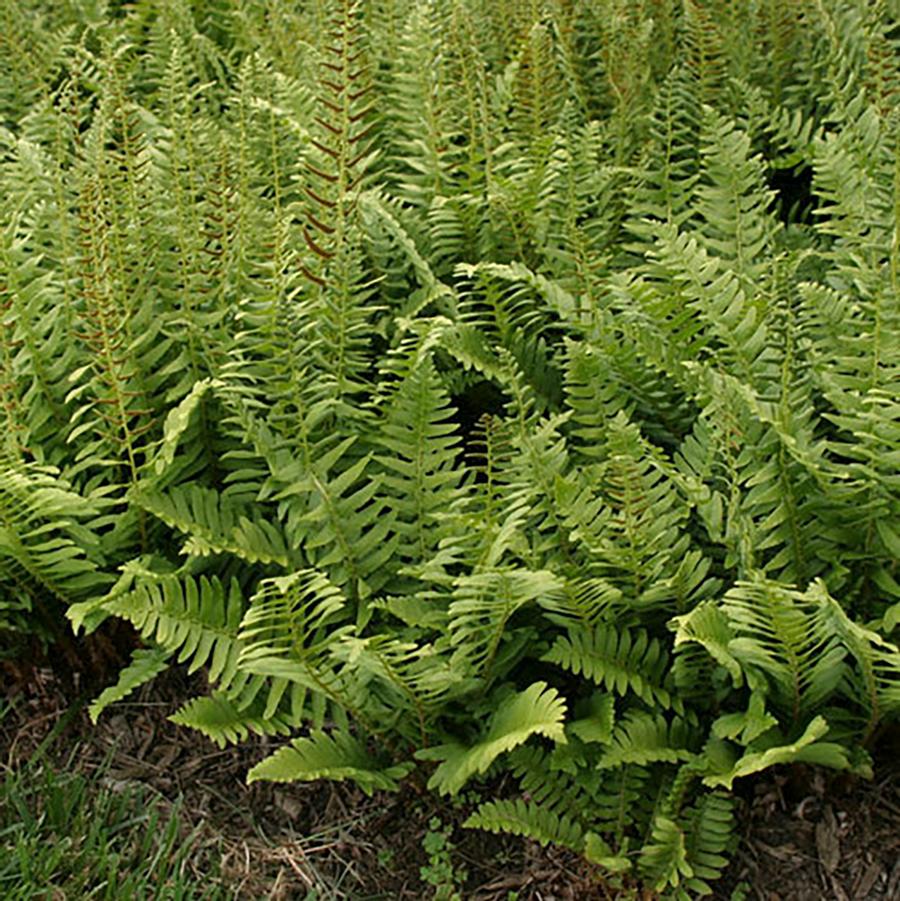 Ghost Fern