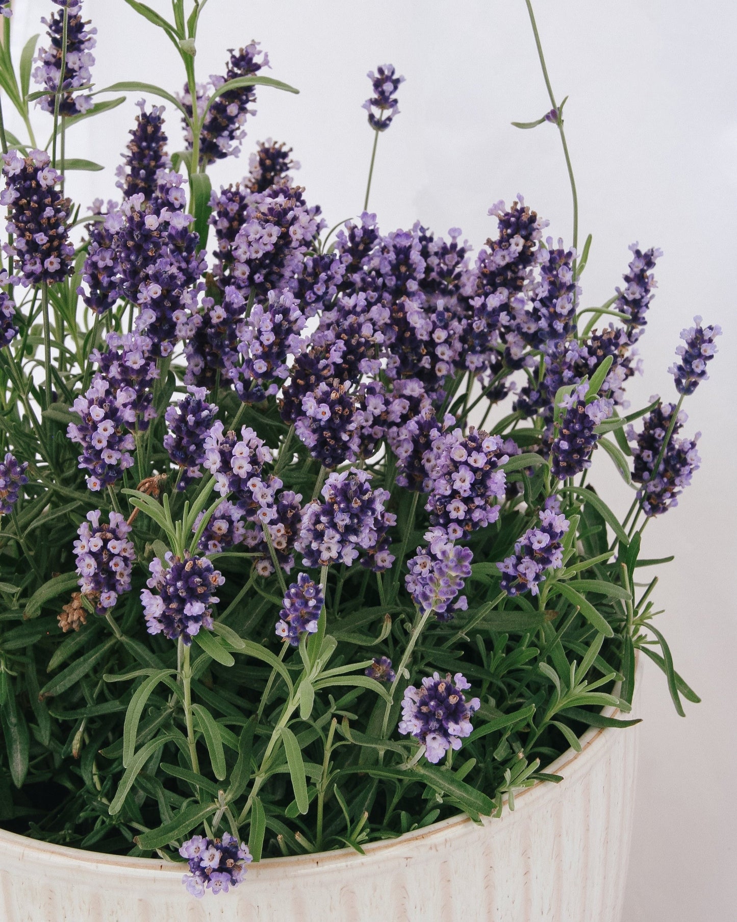 Hidcote Blue English Lavender