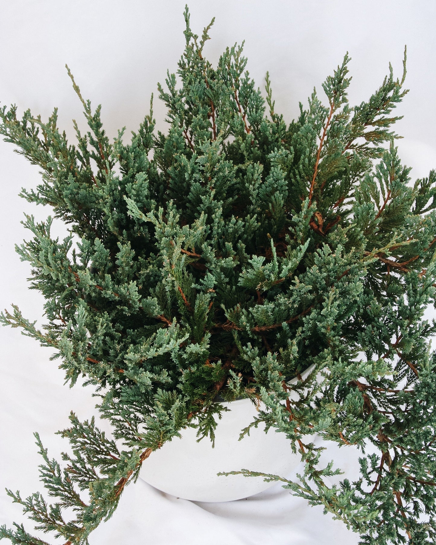 Icee Blue Creeping Juniper