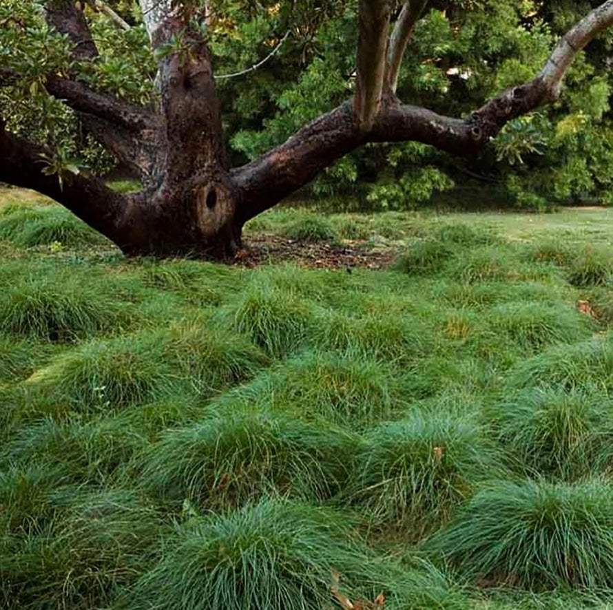 Pennsylvania Sedge