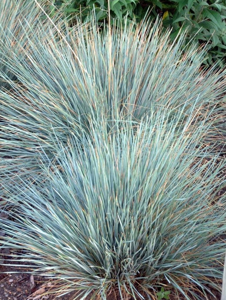 Sapphire Blue Oat Grass