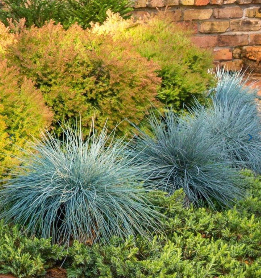Beyond Blue Blue Fescue