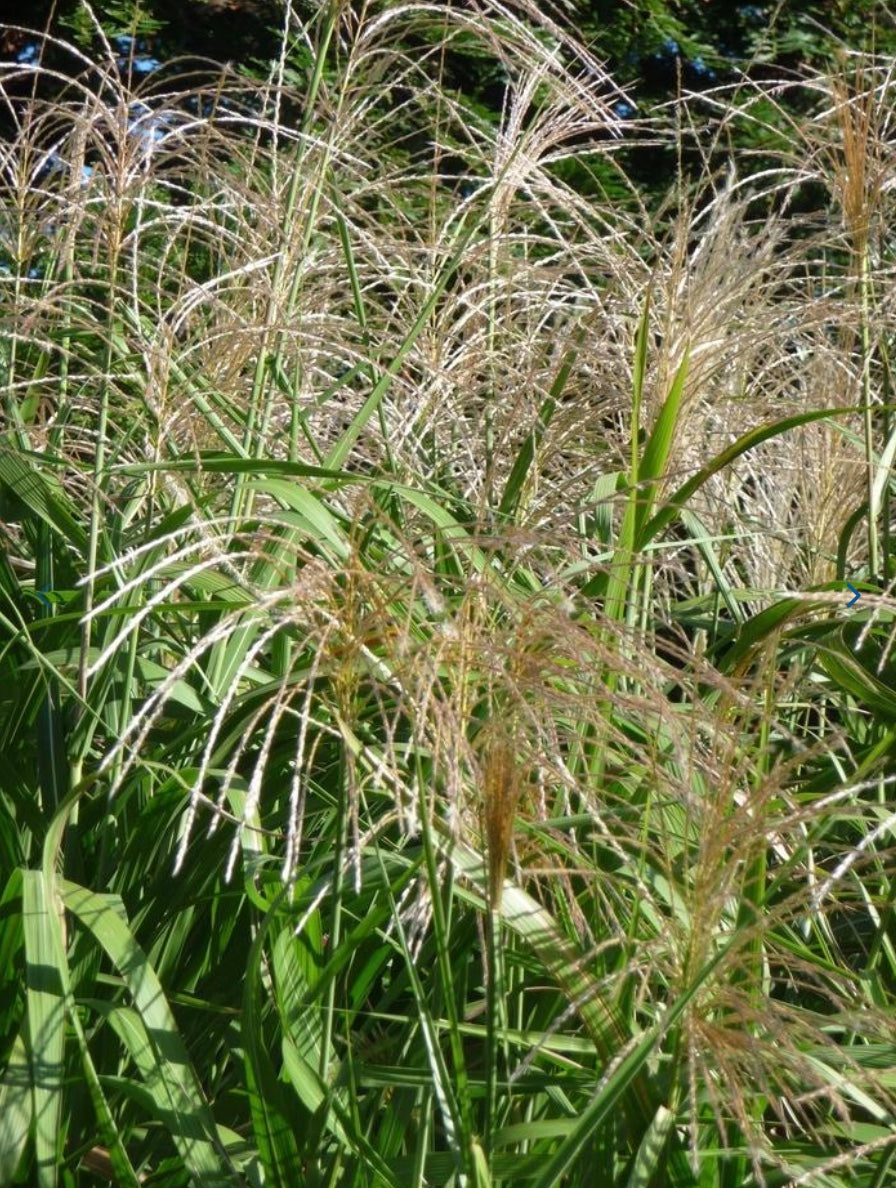 Giant Chinese Silver Grass