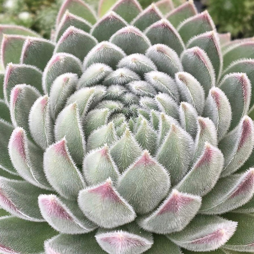 Sugar Shimmer Hens and Chicks
