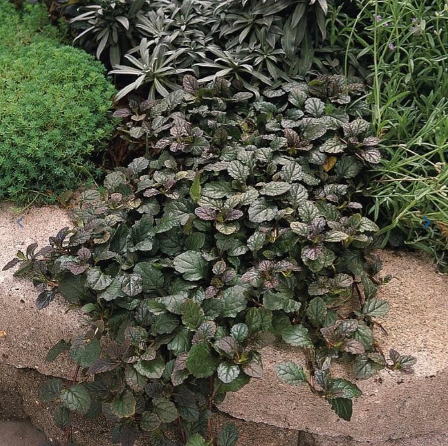 Bronze Beauty Bugleweed
