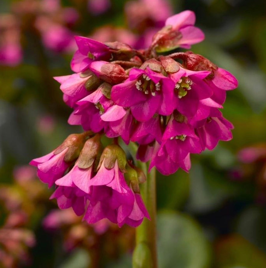 Shoeshine Rose Bergenia