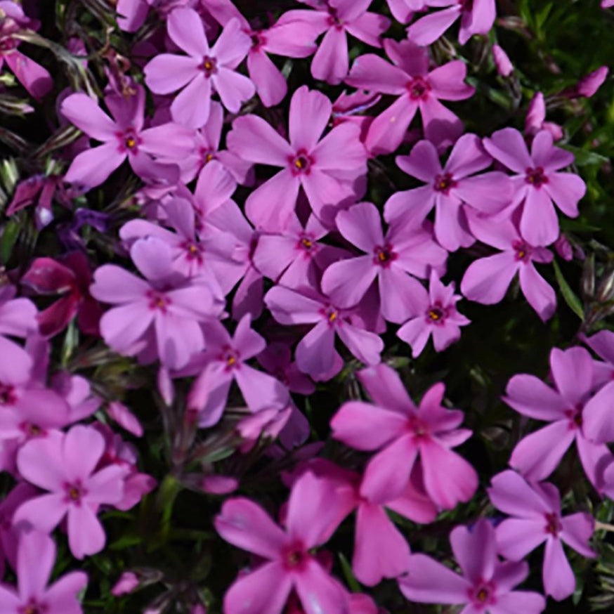 Spring Dark Pink Creeping Phlox